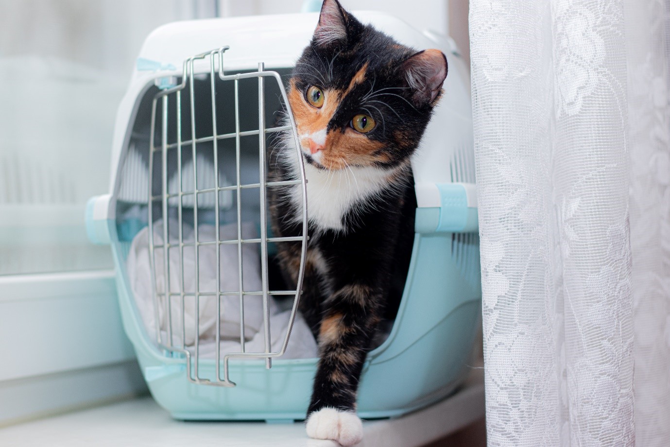 Come addestrare un gatto? I 12 consigli più utili!